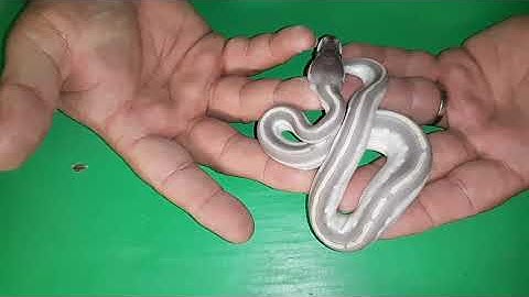 Ball Python Clutch #17 UPDATE: Phantom Cinnamon to a Mojave - 😍