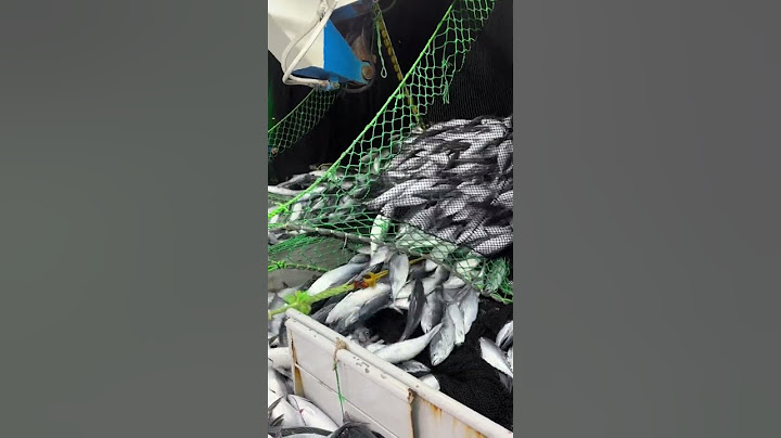 أكبر كمية صيد سمك التونة ماشاء الله🐬