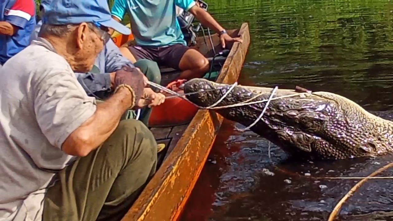 Pembantu menangkap buaya , nyegang ak nawing 0198455653 rmh nyegang sungai Temiang bakong