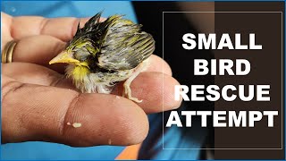 A SMALL BIRD RESCUED DURING STORM | Animal Videos Baby Bird Rescue Dodo | S for Shivani