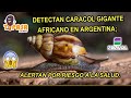 Detectan caracol gigante africano en Argentina; alertan por riesgo a la salud.