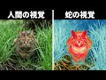 動物の視覚と比べると、人間の視覚はまるでジョークのようです