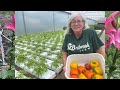 Were BACK! Hydroponic Greenhouse update and STRAWBERRIES