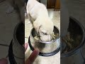 ラブラドールレトリバー子犬のペグちゃん