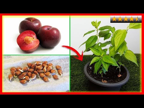 Video: Cultiva tus propias ciruelas: cómo cultivar y secar ciruelas en casa