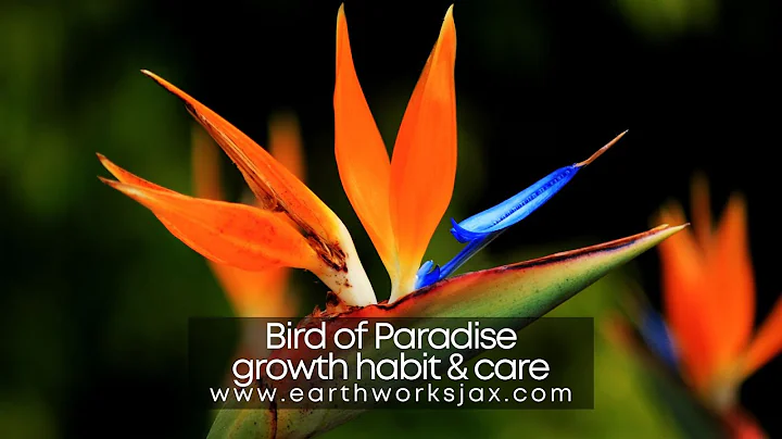 Bird of Paradise growth habit and care