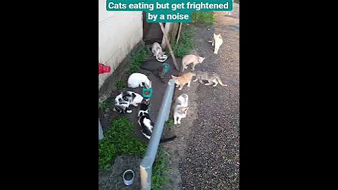 Watch the video about Cats eating but get frightened by a noise #cats #eating #manx #bobtail #cute
