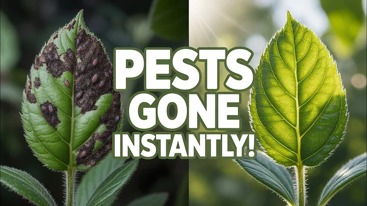 This Homemade Spray EXPELS 99.7% of Garden Pests Instantly! Aphids, Ants, Whiteflies & Mealybugs GON