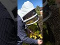 Swarm collection in Altrincham UK
