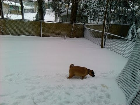 video phone beyonce mp3 Dog Walking Around In Snow