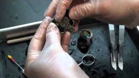 BIO 142 SHEEP EYE DISSECTION