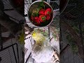 Yes Parrots can eat Chilis. Bobby loves them.