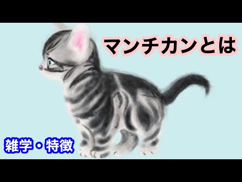 【猫】マンチカンとは【雑学・豆知識】Munchkin