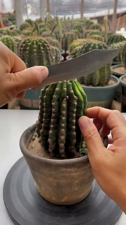 grafted cactus #green plants