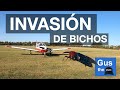 Invasión de bichos 🦟 + Vuelo a Lobos 2021 (PA28)