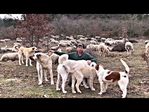 40 KOYUN İLE MEMURDAN DAHA ÇOK PARA KAZANIYORUM !!