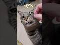 ～砂かけ職人影千代vsバナナ～ #黒猫#保護猫　