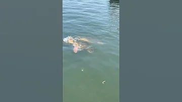 Морская черепаха Caretta Caretta - Loggerhead Sea Turtle