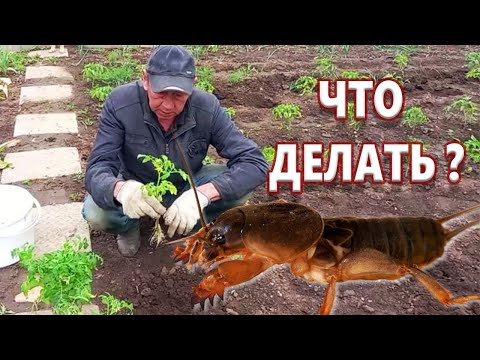 КАК СПАСТИ  РАССАДУ ОТ МЕДВЕДКИ ? ЧТО ДЕЛАТЬ, если МЕДВЕДКА сожрала саженцы ?