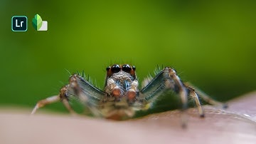 How To Professionally Edit Macro Photo In Lightroom Mobile and Snapseed | Macro Photography Tutorial