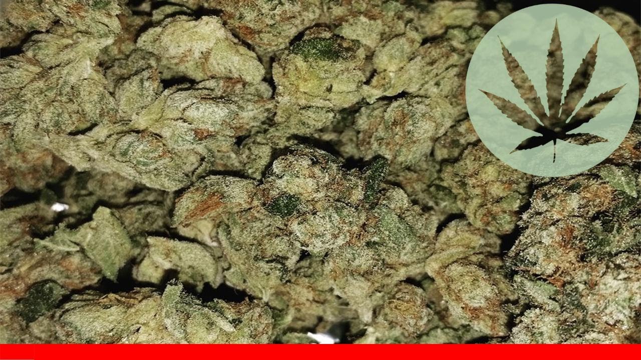 Alpha Og - All About This Strain