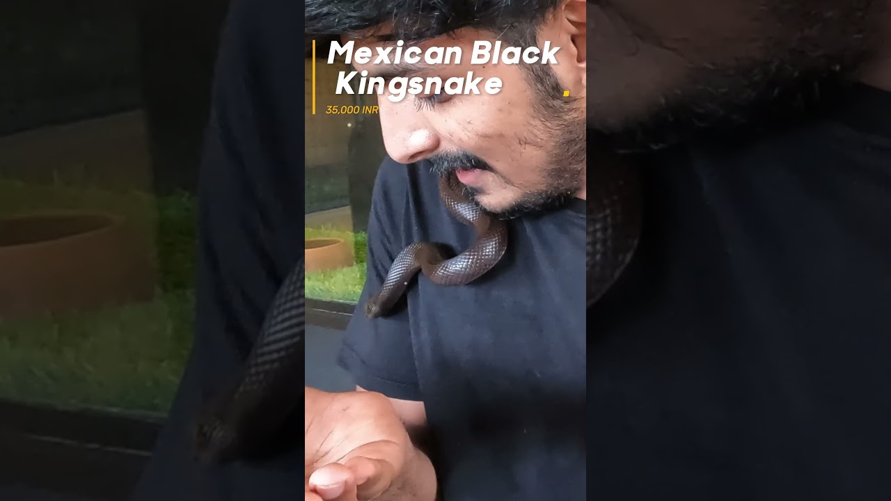 | Mexican black kingsnake 🐍 | 