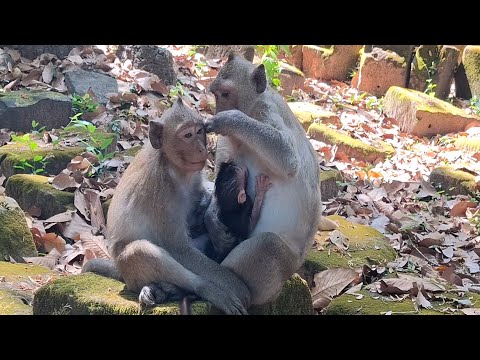 Any Time Jazzy Was A Best Elder Sister For Jonna And Jiva Was A Best Niece For Jonna And She Was Too