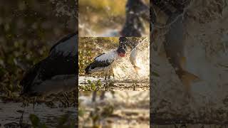 Jabiru Bird Facts: The Giant Stork With a Massive Beak! 🦤