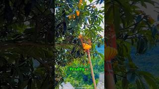 🍎😲 Not a Parrot Cage, It's a Fruit-Picking Genius Tool! 🌳✨ #shorts #shortsfeed