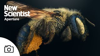 Endangered insects photographed in unprecedented detail
