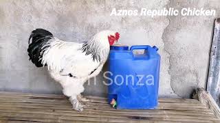 Light Brahma Chicken in the Philippines Columbian Euro Line, UK and US.