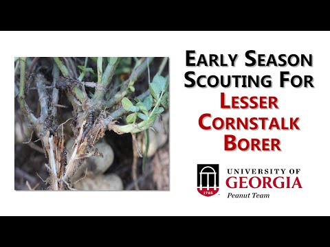 Early Season Scouting for Lesser Cornstalk Borer in Peanut