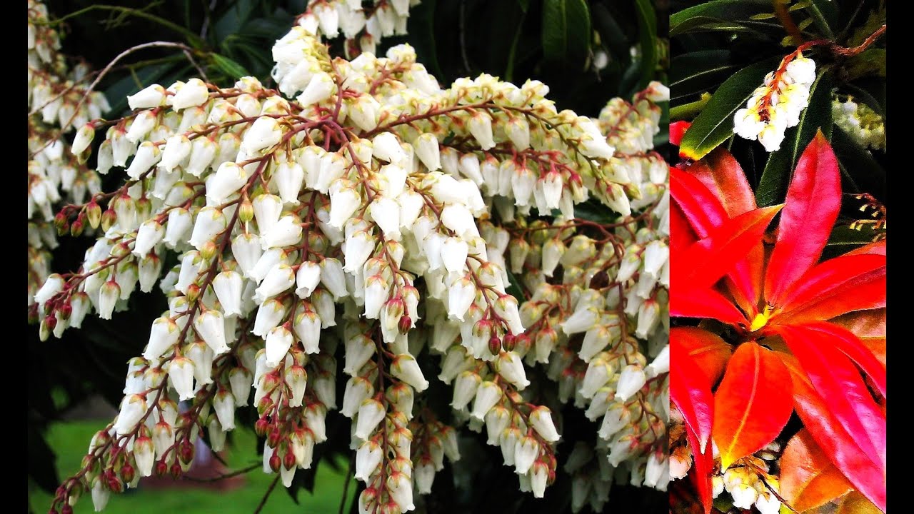 НЕПОВТОРИМОЙ КРАСОТЫ ЯРКИЙ ВЕЧНОЗЕЛЕНЫЙ КУСТАРНИК с ИЗЫСКАННЫМ АРОМАТОМ! ПИЕРИС