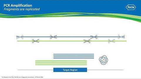 Ask a Scientist: What is a Genome Equivalent?