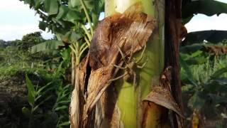 Phoneutria 3A. Dans Son Biotope Du Choco Colombien. In Its Biotope Of Colombian Choco.