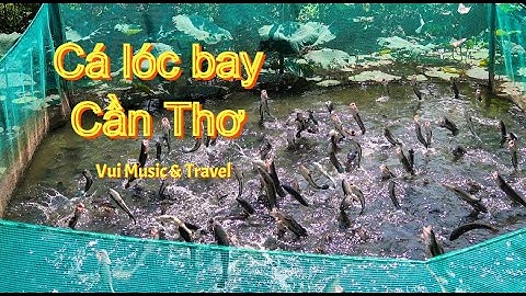 Du Lịch Cần Thơ, Xem Cá Lóc Bay | Vui Music & Travel