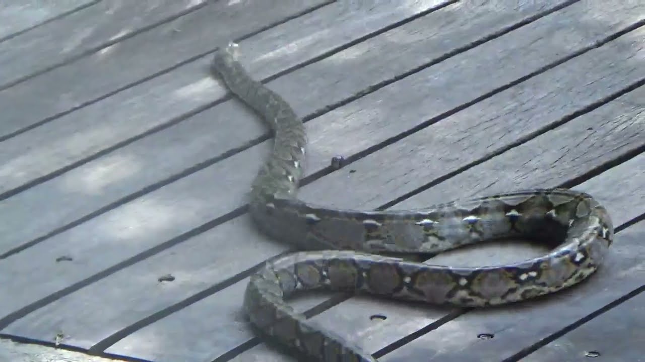 Fast-moving Python in Singapore - YouTube
