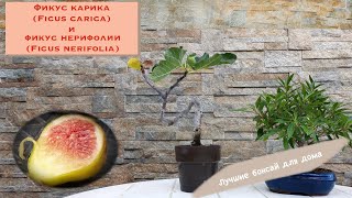 видео: Какой бонсай лучший для новичка? Рекомендации канала Уроки бонсай. Bonai tree fruits картинка: Какой бонсай лучший для новичка? Рекомендации канала Уроки бонсай. Bonai tree fruits