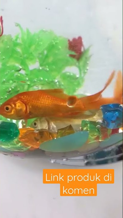 viral!! aquarium tempel #racunshopee #shopeehaul #aquarium #unik #ikanhias