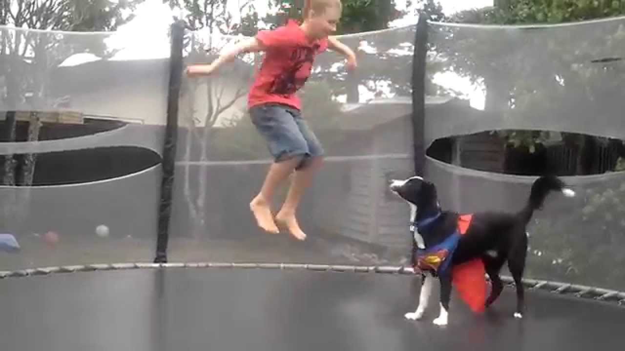 Hypo jumping dog on trampoline YouTube