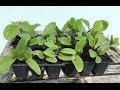How to start Malabar Spinach Seeds