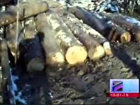 MOE: არარეგისტრირებული სახერხი საამქროები სამცხე-ჯავახეთში