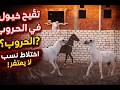 Why Was Inseminating Horses During Battles A Crime Among The Arabs 