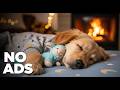 12 Hour Dog Calming Music 🎃🐶 Separation Anxiety Relief &amp; Deep Sleep (No Ads)