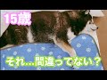 【15歳】クールマットを掛け布団のように扱う柴犬【おじいワン黒柴虎太郎】（Usage is different…）