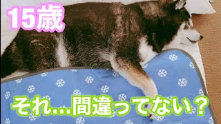 【15歳】クールマットを掛け布団のように扱う柴犬【おじいワン黒柴虎太郎】（Usage is different…）