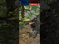 Isle of trials Season 1.3 Walkthrough part 18 light in darkness distortus rex | Jurassic World Alive