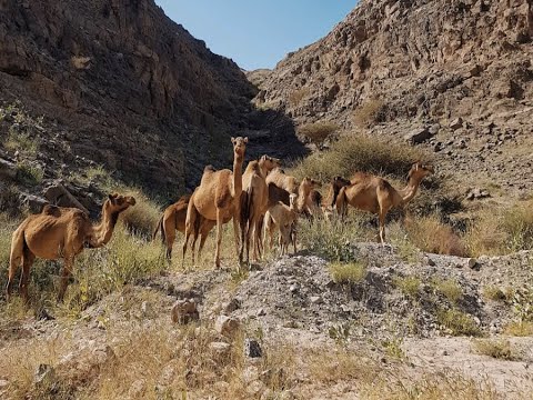 Vidéo: Germe De Bigfoot Trouvé Dans La Forêt De L'Arizona - Vue Alternative