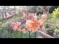 TOUR | The Perennial Garden - Mid June