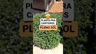 planta de pleno sol